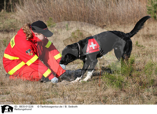 Rettungshund / rescue dog / BES-01226