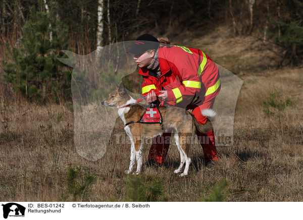 Rettungshund / rescue dog / BES-01242