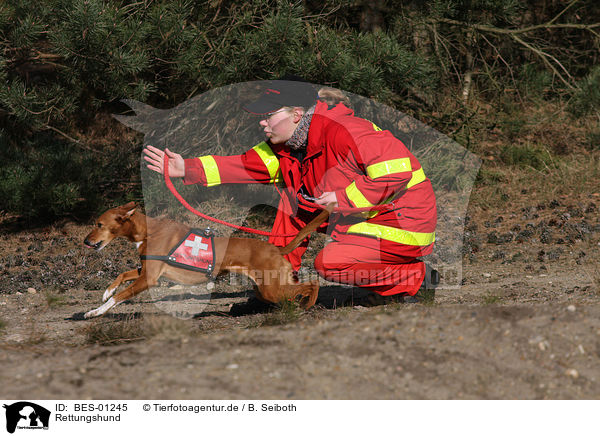 Rettungshund / rescue dog / BES-01245