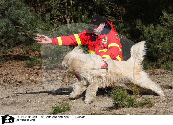 Rettungshund / rescue dog / BES-01259