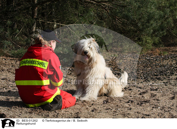 Rettungshund / rescue dog / BES-01262