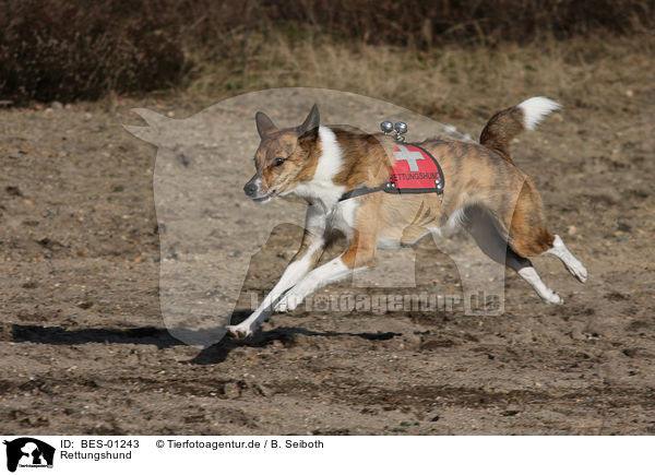Rettungshund / rescue dog / BES-01243