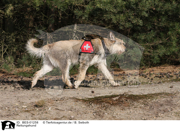 Rettungshund / rescue dog / BES-01258