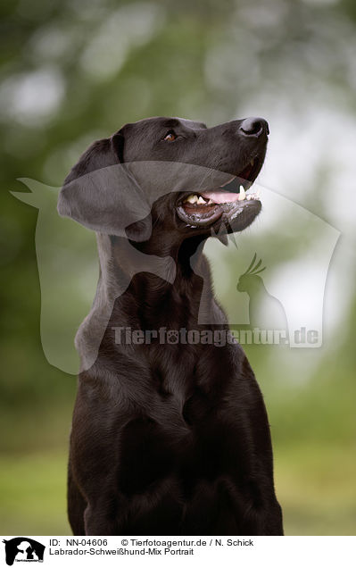 Labrador-Schweihund-Mix Portrait / mongrel portrait / NN-04606