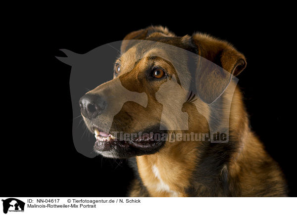 Malinois-Rottweiler-Mix Portrait / mongrel portrait / NN-04617