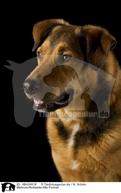 Malinois-Rottweiler-Mix Portrait / mongrel portrait / NN-04618