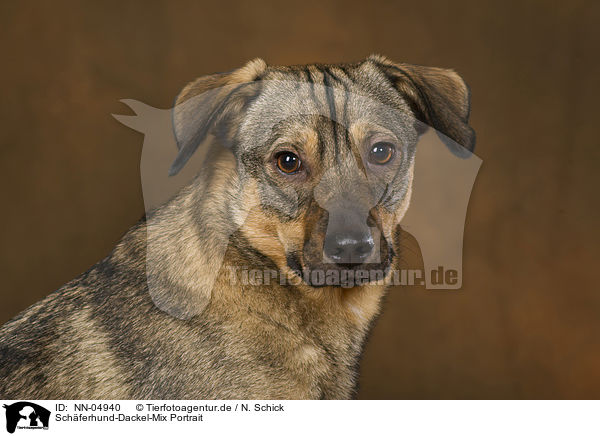Schferhund-Dackel-Mix Portrait / mongrel portrait / NN-04940