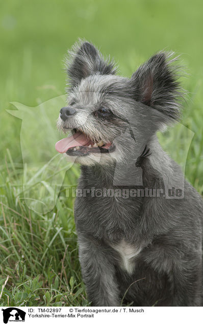 Yorkshire-Terrier-Mix Portrait / mongrel portrait / TM-02897