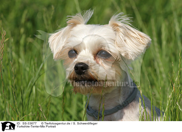 Yorkshire-Terrier-Mix Portrait / mongrel portrait / SS-33677