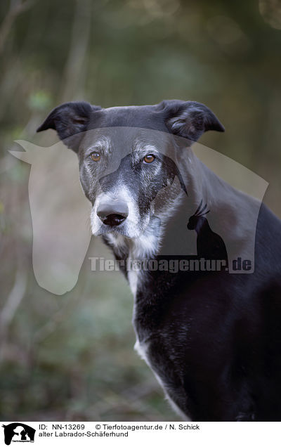alter Labrador-Schferhund / old Labrador-Shepherd / NN-13269