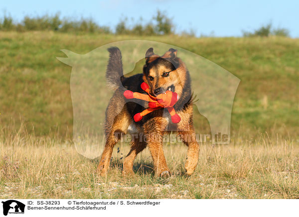 Berner-Sennenhund-Schferhund / SS-38293