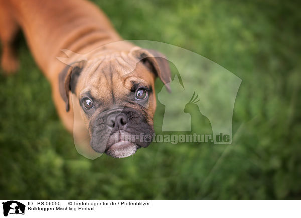 Bulldoggen-Mischling Portrait / Bulldog-Mongrel Portrait / BS-06050