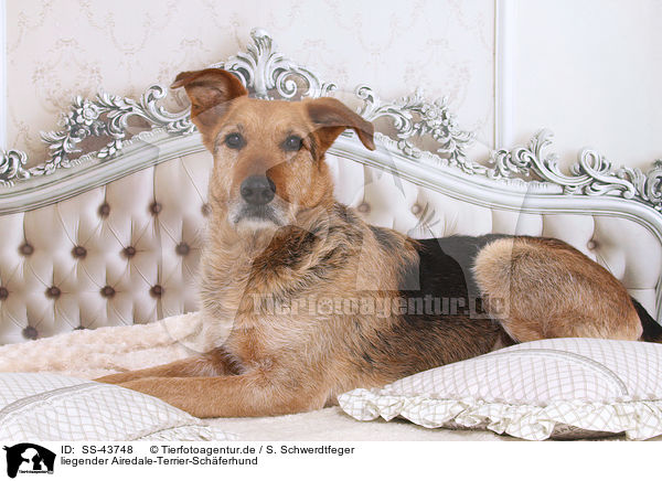 liegender Airedale-Terrier-Schferhund / SS-43748