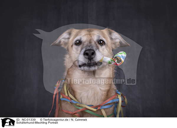 Schferhund-Mischling Portrait / Shepherd-Mongrel portrait / NC-01339