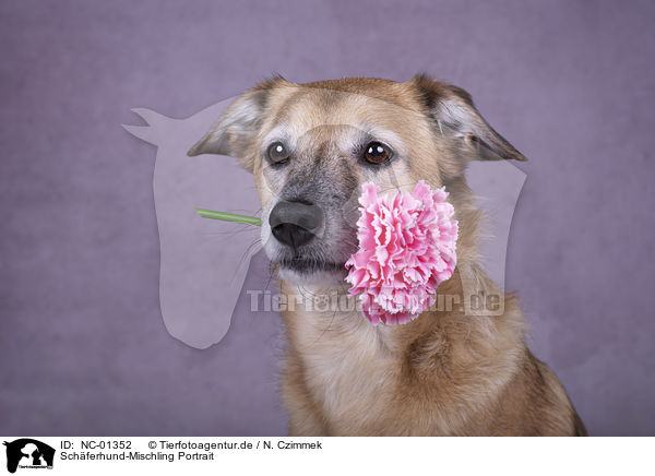 Schferhund-Mischling Portrait / Shepherd-Mongrel portrait / NC-01352