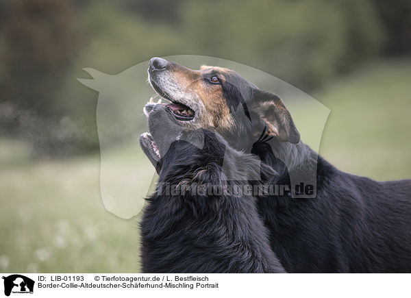 Border-Collie-Altdeutscher-Schferhund-Mischling Portrait / Border-Collie-Old-German-Shepherd-Mongrel portrait / LIB-01193