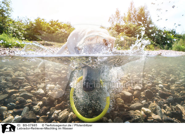 Labrador-Retriever-Mischling im Wasser / BS-07885