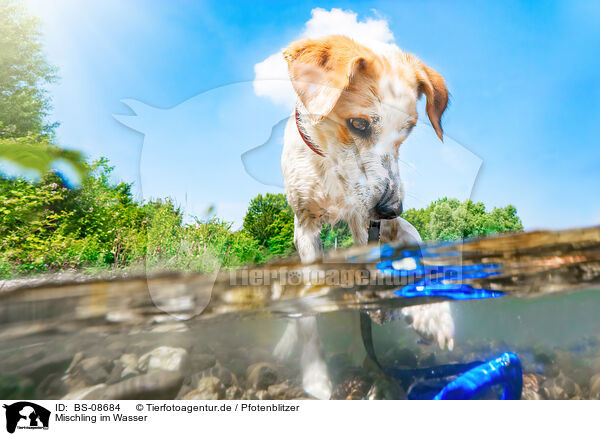 Mischling im Wasser / BS-08684