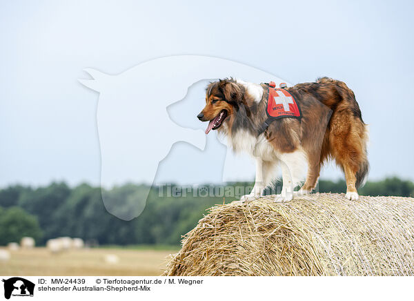 stehender Australian-Shepherd-Mix / standing Australian-Shepherd-Mongrel / MW-24439