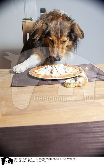 Hund klaut Essen vom Tisch / Dog steals food from table / MW-24527