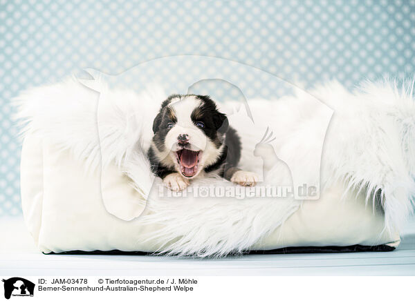 Berner-Sennenhund-Australian-Shepherd Welpe / Bernese-Mountain-Dog-Australian-Shepherd Puppy / JAM-03478