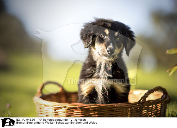 Berner-Sennenhund-Weier-Schweizer-Schferhund Welpe / VJ-04826