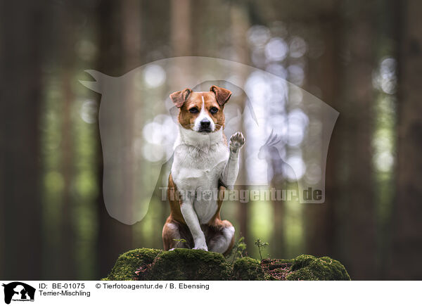 Terrier-Mischling / BE-01075