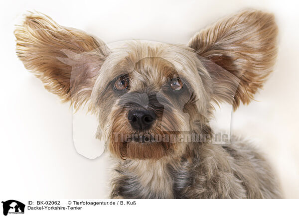 Dackel-Yorkshire-Terrier / Dachshund-Yorkshire-Terrier / BK-02062