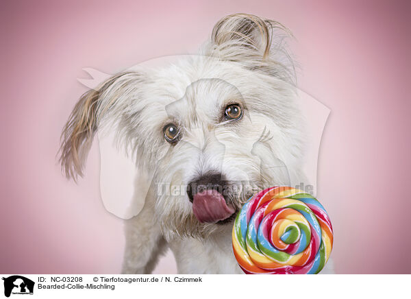 Bearded-Collie-Mischling / NC-03208