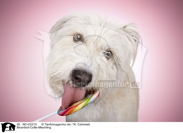 Bearded-Collie-Mischling / NC-03210