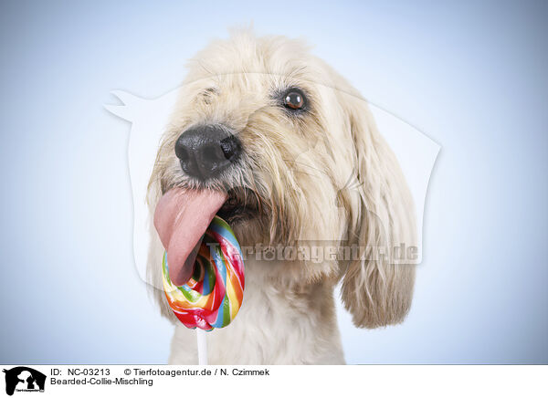Bearded-Collie-Mischling / NC-03213