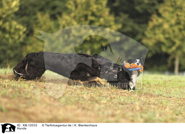 Hunde / KB-12033