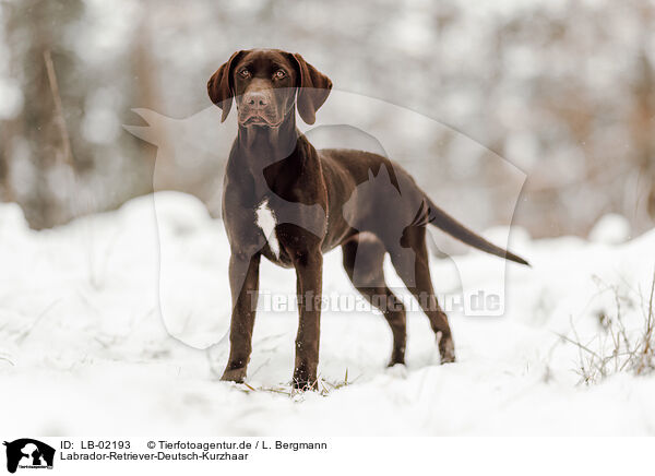Labrador-Retriever-Deutsch-Kurzhaar / Deutsch-Kurzhaar-Labrador-Retriever / LB-02193