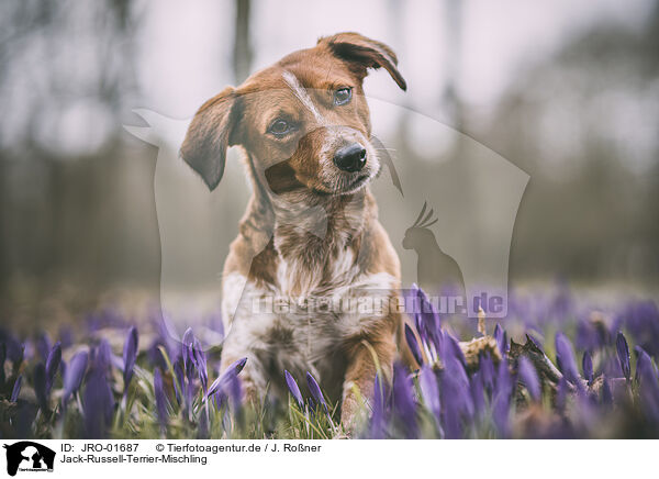 Jack-Russell-Terrier-Mischling / JRO-01687