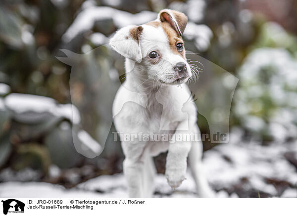 Jack-Russell-Terrier-Mischling / JRO-01689