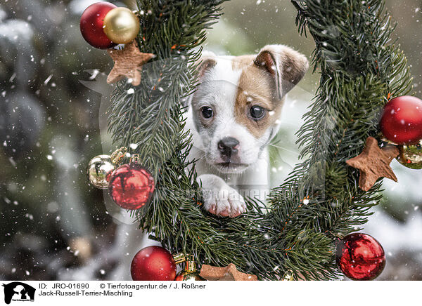 Jack-Russell-Terrier-Mischling / Jack-Russell-Terrier-Mongrel / JRO-01690