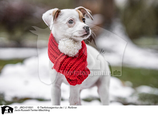 Jack-Russell-Terrier-Mischling / JRO-01691