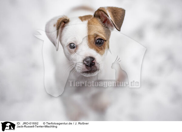 Jack-Russell-Terrier-Mischling / JRO-01692
