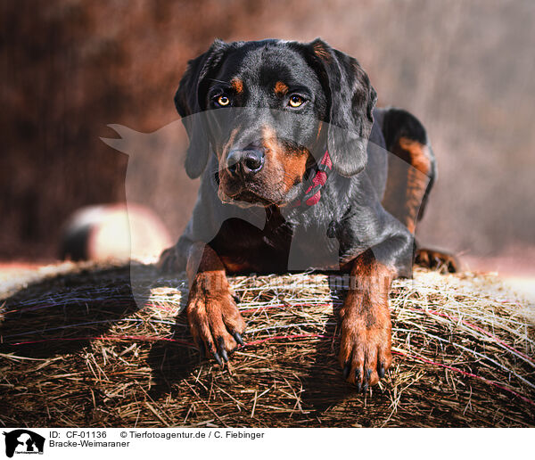 Bracke-Weimaraner / Hound-Weimaraner / CF-01136