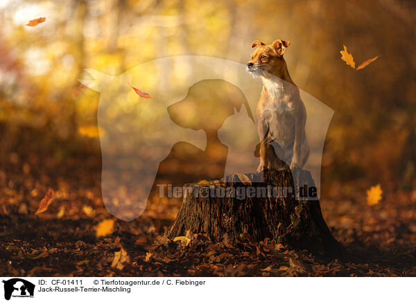 Jack-Russell-Terrier-Mischling / Jack-Russell-Terrier-Mongrel / CF-01411