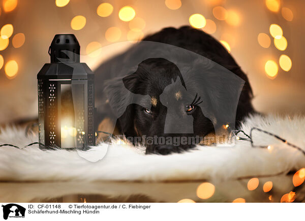 Schferhund-Mischling Hndin / female Shepherd-Mongrel / CF-01148