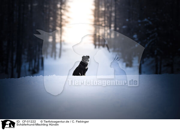 Schferhund-Mischling Hndin / CF-01222