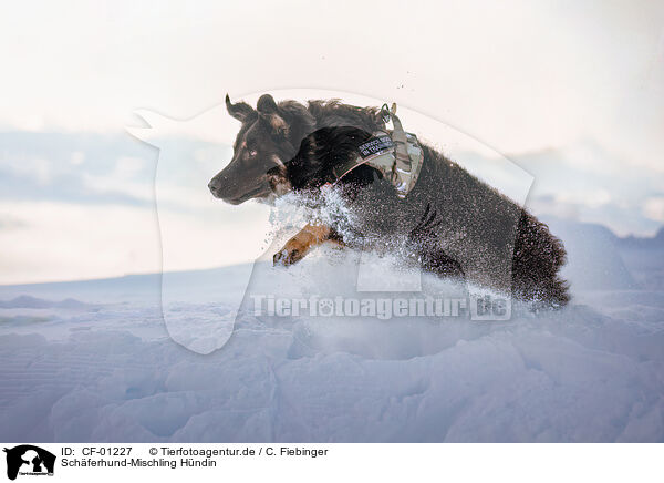Schferhund-Mischling Hndin / CF-01227