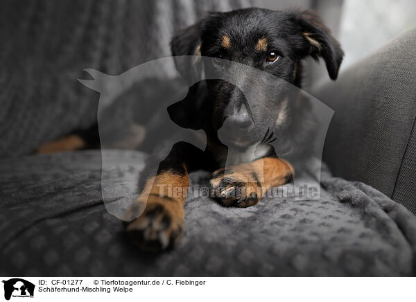 Schferhund-Mischling Welpe / CF-01277