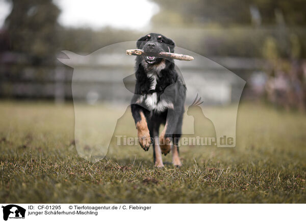 junger Schferhund-Mischling / CF-01295