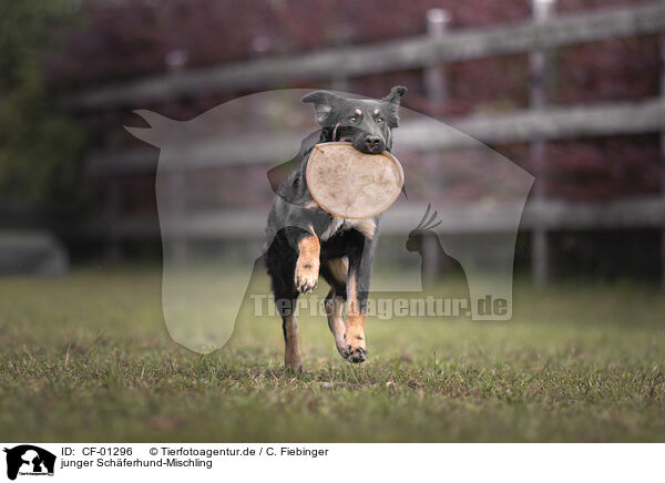 junger Schferhund-Mischling / CF-01296