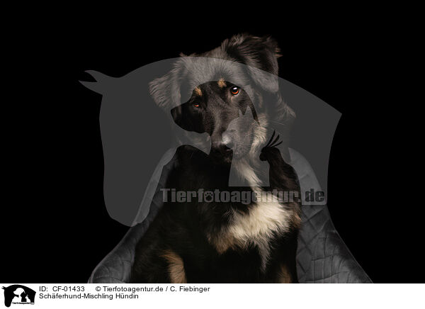 Schferhund-Mischling Hndin / female Shepherd-Mongrel / CF-01433
