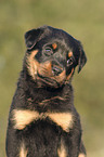 Rottweiler x Old English Mastiff Welpe