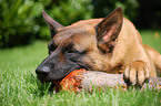 Malinois-Mischling