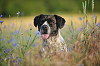 Franzsiche-Bulldogge-Pointer Portrait